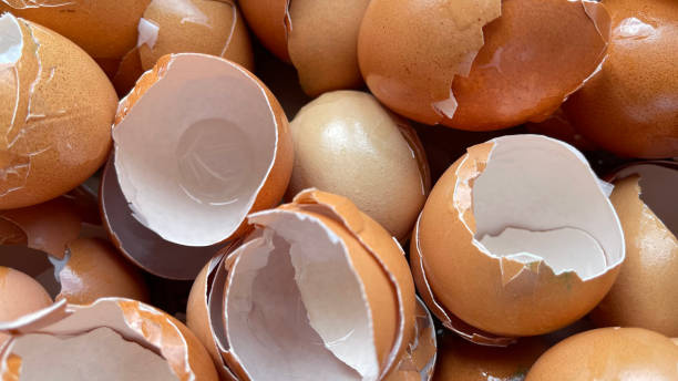 Okeanos’ technology is inspired by eggshells.